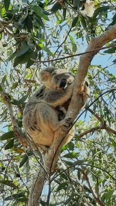 a koala sitting in a tree with its head up