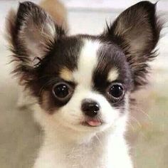 a small black and white dog is looking at the camera