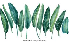 watercolor painting of green leaves on white background