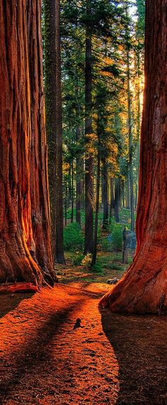 two large trees in the middle of a forest with sunlight coming through them and shadows on the ground