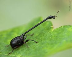 a black bug sitting on top of a green leaf