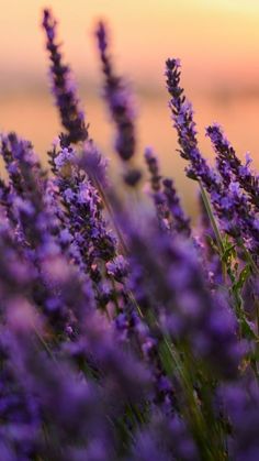 lavender flowers in the foreground with a sunset in the background