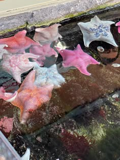 pink and white starfishs floating in water next to each other on the ground