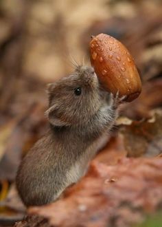 a small rodent eating an acorn on the ground