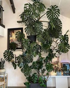 a houseplant hanging on the wall in a living room with potted plants