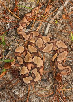 a brown and white snake on the ground