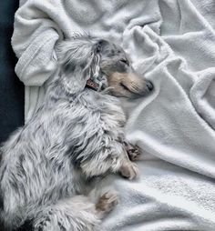 a small dog laying on top of a white blanket