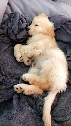 a small white dog laying on top of a bed next to a pillow and blanket