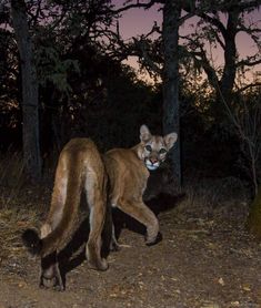 a cougat is walking through the woods at night