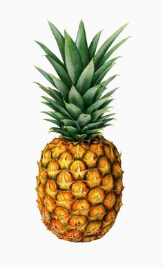 a painting of a pineapple on a white background