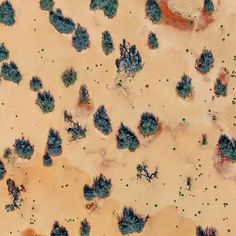 an aerial view of trees and sand in the desert, with small green plants growing on them