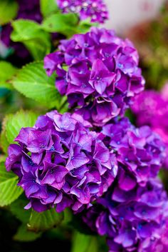 purple flowers with green leaves and water droplets