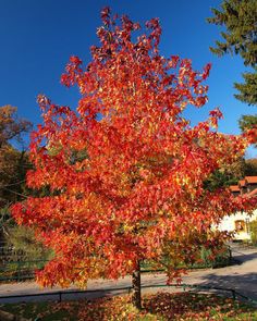 a tree with red leaves in the fall