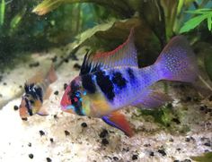 two blue and yellow fish in an aquarium