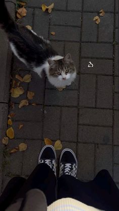 a cat sitting on top of a sidewalk next to a persons legs and shoes with leaves all over the ground