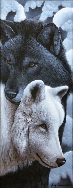 two black and white wolfs standing next to each other in front of snow covered ground