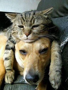 a cat is laying on top of a dog's head and has it's eyes closed