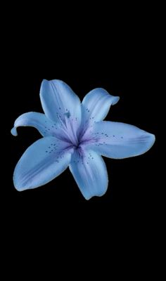 a blue flower on a black background