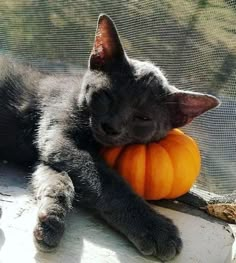 a gray cat laying on top of a window sill next to a small pumpkin