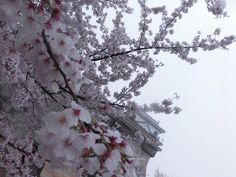 the eiffel tower is surrounded by cherry blossoms