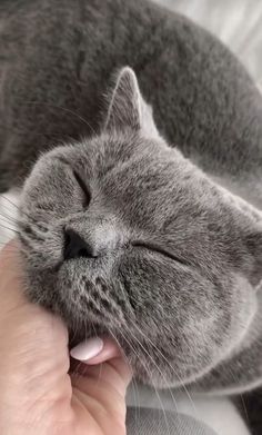 a gray cat sleeping on top of a person's lap with its eyes closed