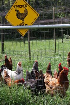 several chickens are in the grass behind a fence with a chicken crossing sign on it