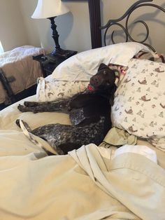 a black dog laying on top of a bed covered in blankets and pillows next to a night stand