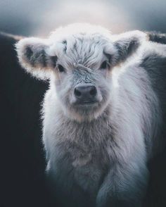 a close up of a cow looking at the camera