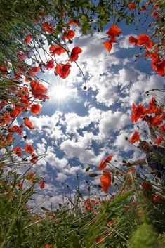 the sun shines brightly through some red flowers and green leaves in front of a blue sky with white clouds