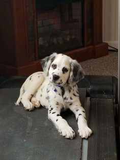 a dalmatian dog laying on the floor in front of a fire place with his paw up