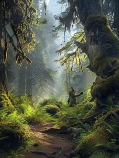 a path in the middle of a forest with mossy trees and ferns on both sides