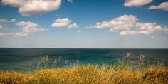 the ocean is blue with white clouds and yellow wildflowers in front of it