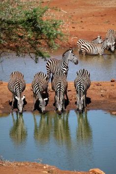 a group of zebras drinking water from a watering hole