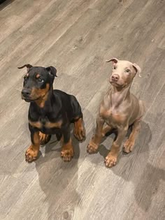 two dogs sitting on the floor looking up