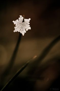 a snowflake is seen in this black and white photo with the light shining on it