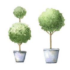 two potted trees with green leaves in them on a white background, watercolor