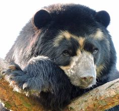 a large black bear sitting on top of a tree branch