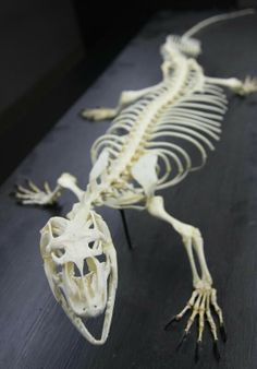 the skeleton of a lizard is displayed on a table