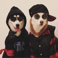 two dogs dressed up in clothes and hats with sunglasses on their faces, one wearing a hat