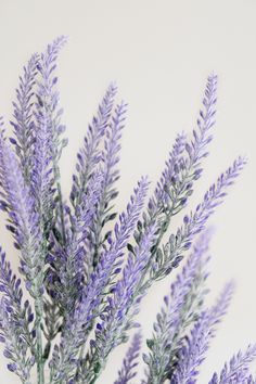 some purple flowers on a white background