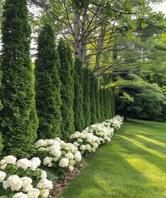 white flowers line the side of a long row of trees in a green lawn area