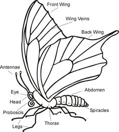 the parts of a butterfly that are labeled in black and white, with labels on each side