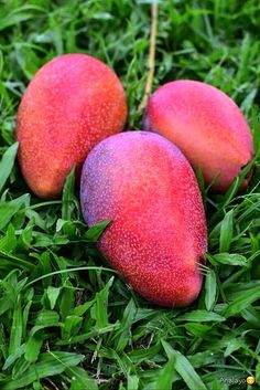 three pieces of fruit sitting in the grass