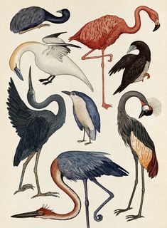 an illustration of different types of birds with long legs and large beaks, from the early 19th century to the present day