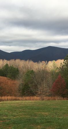 View from the back of the cabin towards the mountains