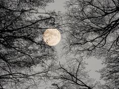 looking up at the moon through some trees