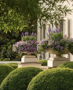 some very pretty flowers in big planters by the bushes on the side of the house