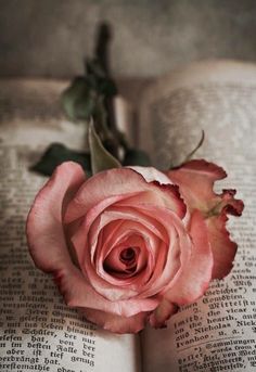 a pink rose sitting on top of an open book