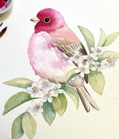 a watercolor painting of a pink bird on a branch with white flowers