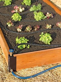 an outdoor garden with plants growing in the soil and hose connected to it's sprouts